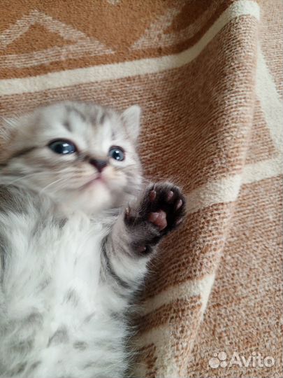 Котята