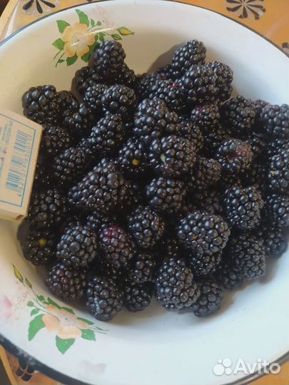 Продам саженцы