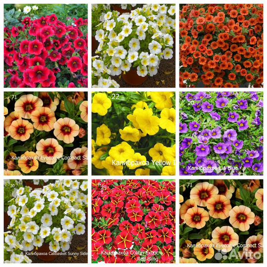 Черенки вегетативных петуний и калибрахоа