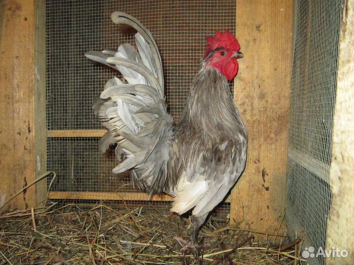 Молодые Петухи Бентамка