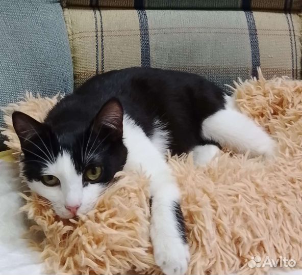 Я изгой в кошачьем прайде