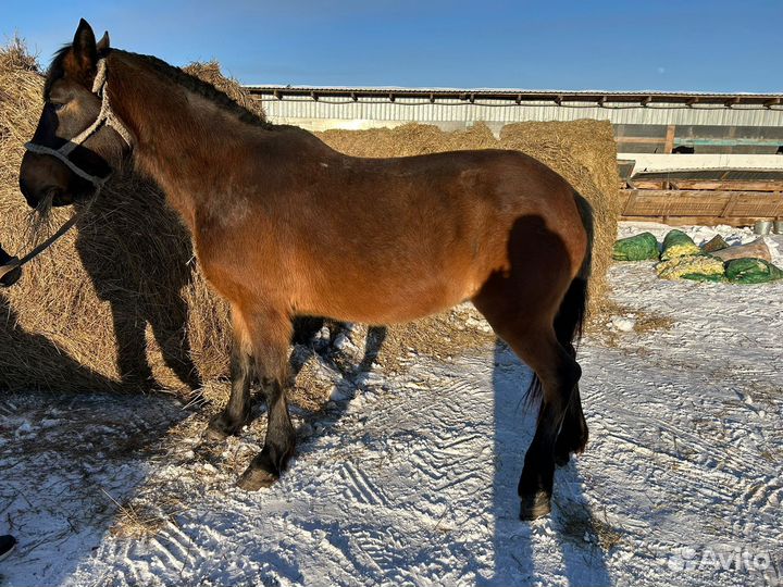 Лошади жеребята