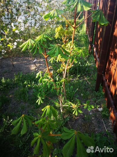 Саженцы каштана