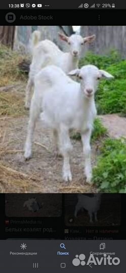 Зааненские козлята