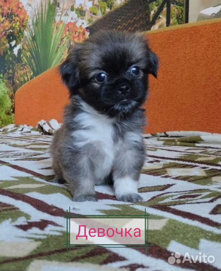 Щенки пекинеса