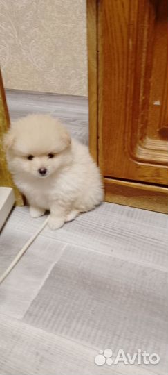 Шпицы детки