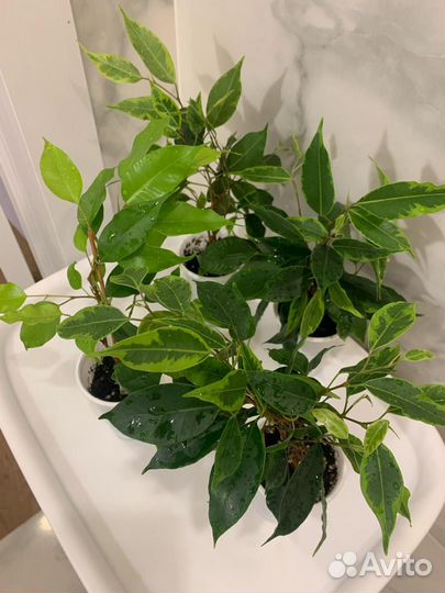 Фикус Бенджамина