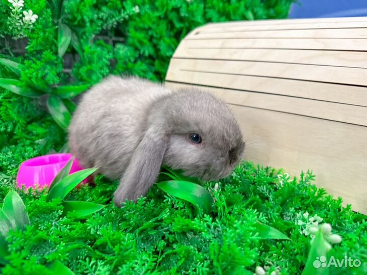 Мини карликовый кролик - ручной с ладонь