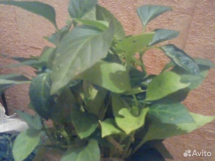 Рассада помидоры и перец сладкий