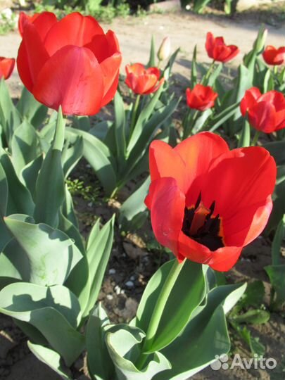 Красота цветка в одном цветке