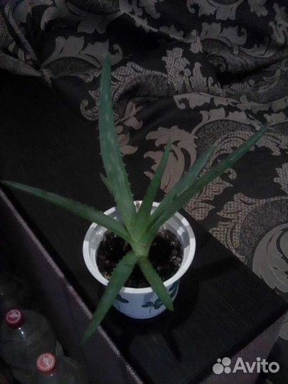 Спатифиллум, алоэ вера, алоэ древовидный