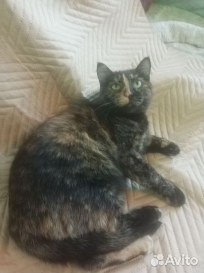 Кошечка Софа в добрые и ответственные руки