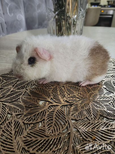 Морская свинка американский тедди