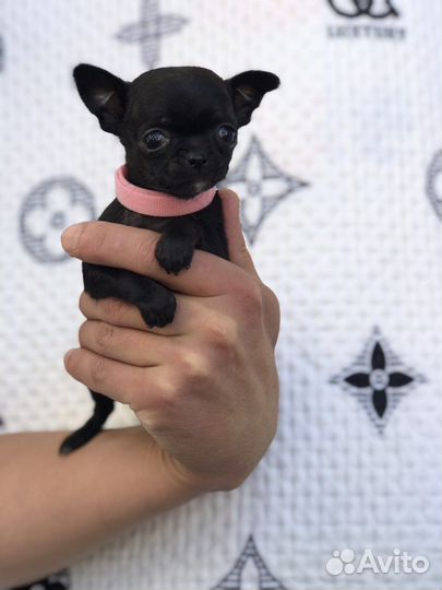 Супер мини чихуахуа