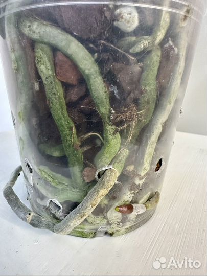 Орхидея фаленопсис