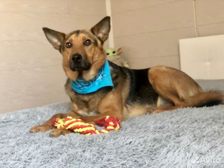 Собака мальчик Рекс 1,5 года