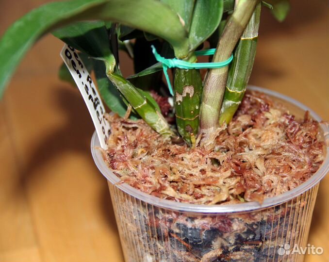 Дендробиум Regal Vista