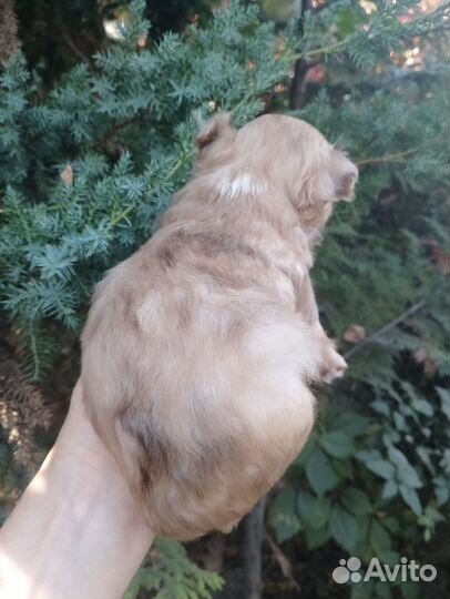 Девочка мерле