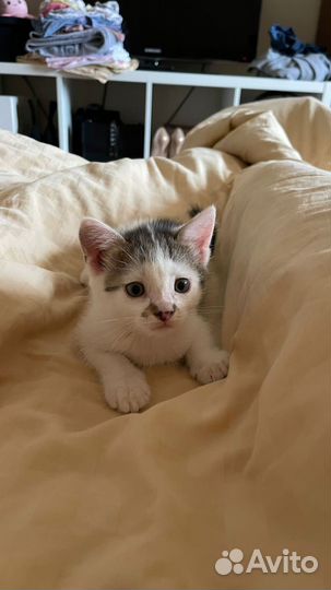 Черно белый котенок