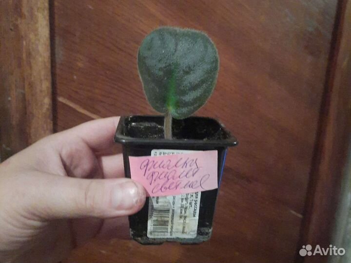 Фиалка фиолетовая светлая