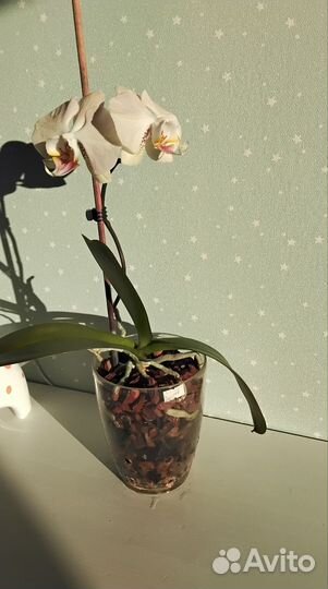 Орхидея фаленопсис Шампань