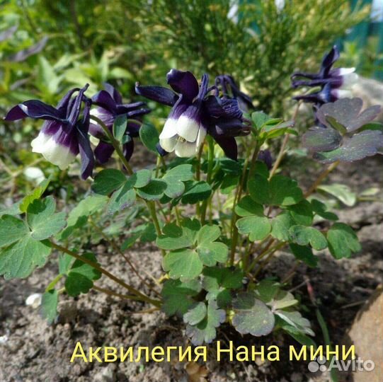 Семена многолетних цветов