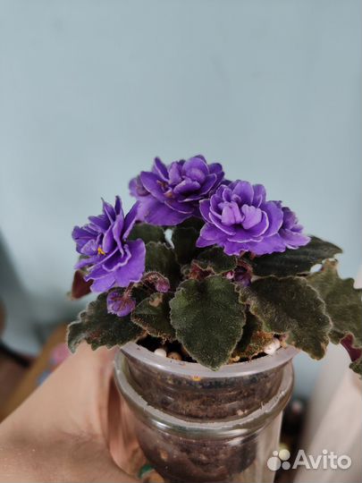 Фиалка Ness' Crinkle Blue