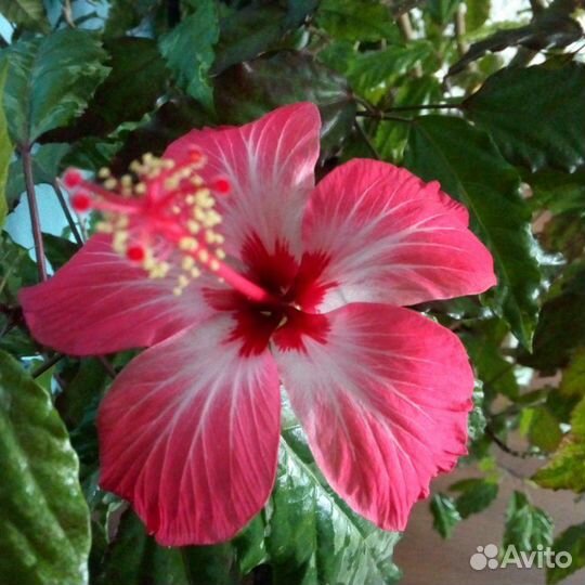 Гибискус Купера