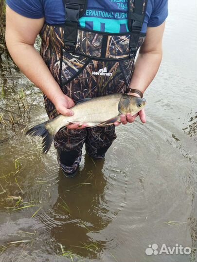 Карп, белый амур, толстолобик живой