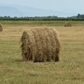 Сено в рулонах