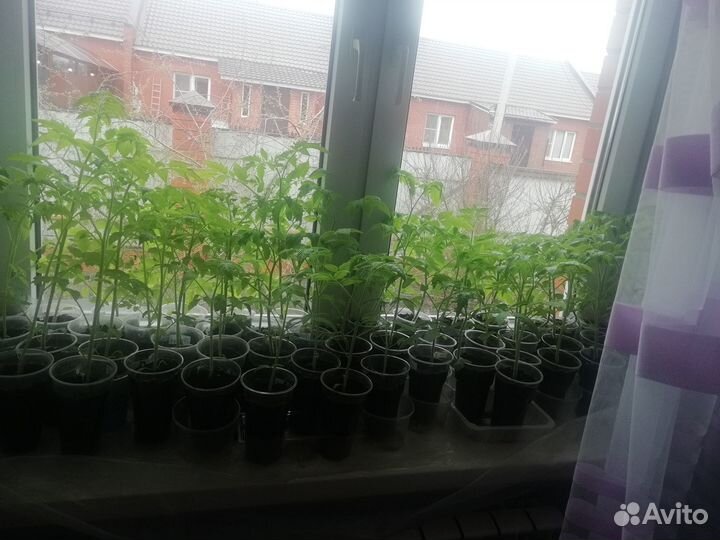 Рассада помидор