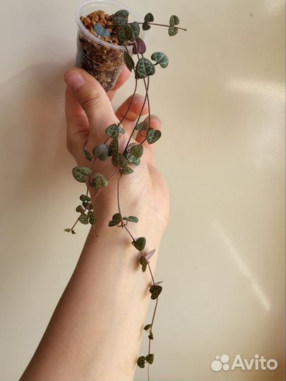 Циропегия вуда