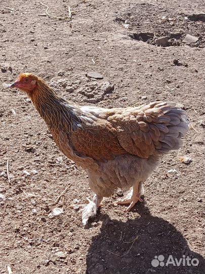 Брама и виандот