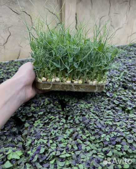 Микрозелень