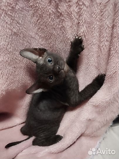 Канадский сфинкс