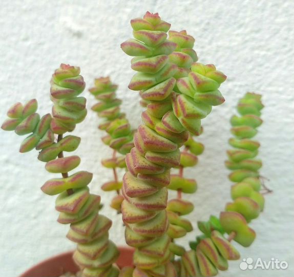 Суккуленты 2