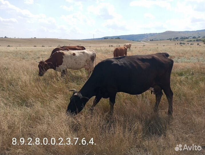 Коровы дойные молочные