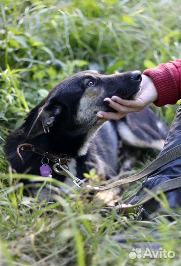 Собака в добрые руки