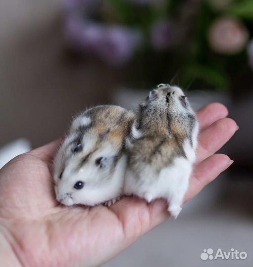 Джунгарский хомяк