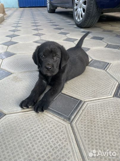 Щенки лабрадора