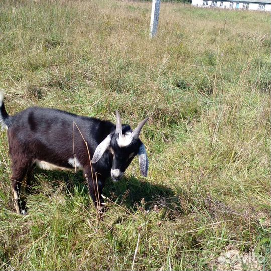 Коза, Козел