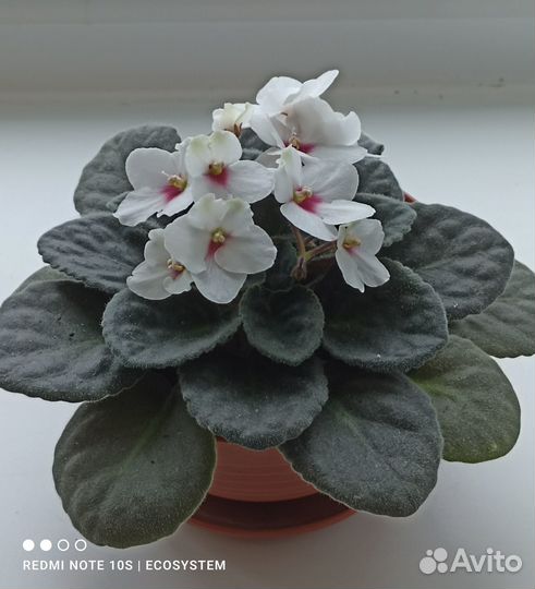 Комнатные растения