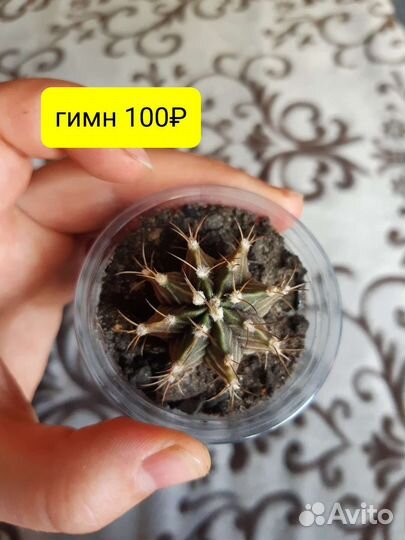 Кактусы цветы