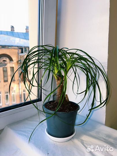 Бутылочное дерево нолина Бокарнея