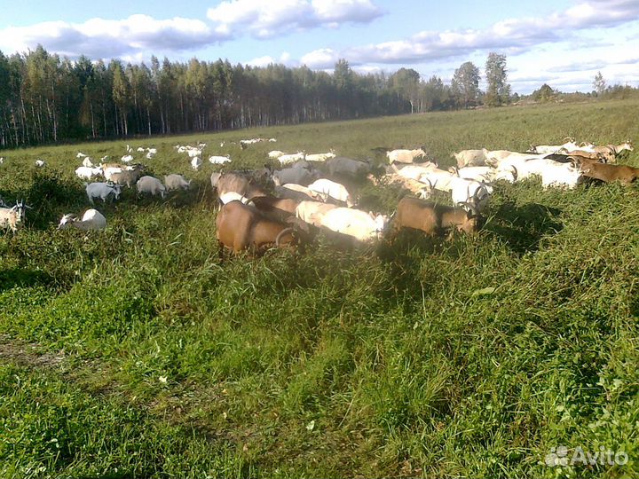 Козий навоз