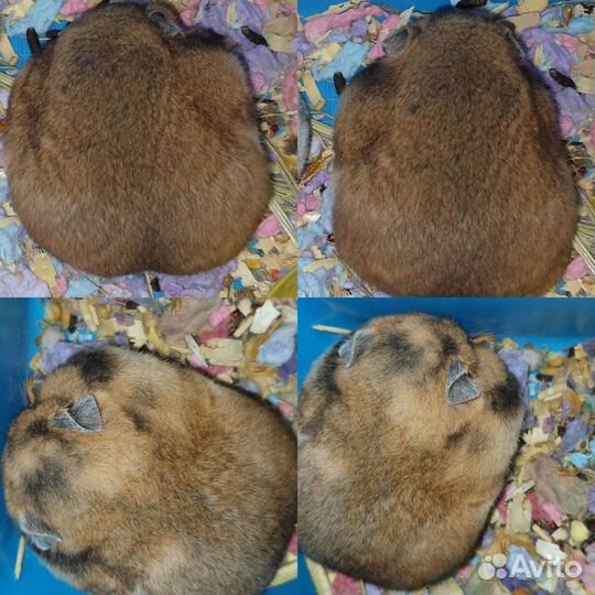 Сирийские, джунгарские хомяки