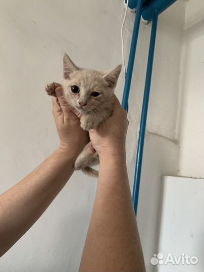 Котята в добрые руки мальчики