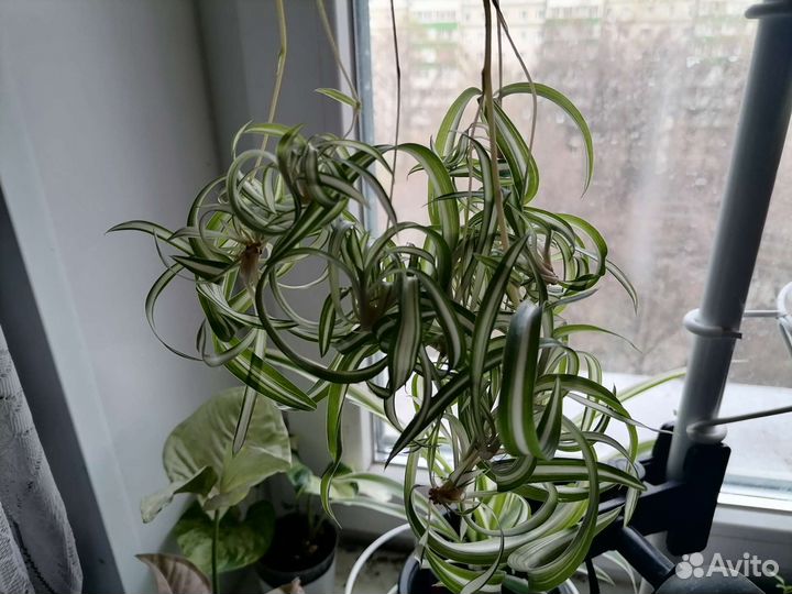 Хлорофитум кудрявый