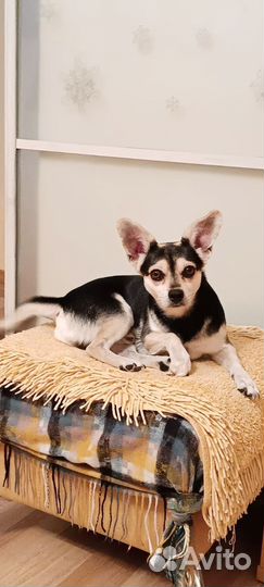 Ушастик в добрые руки