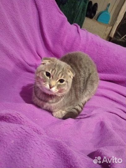 Шотландская вислоухая кошка